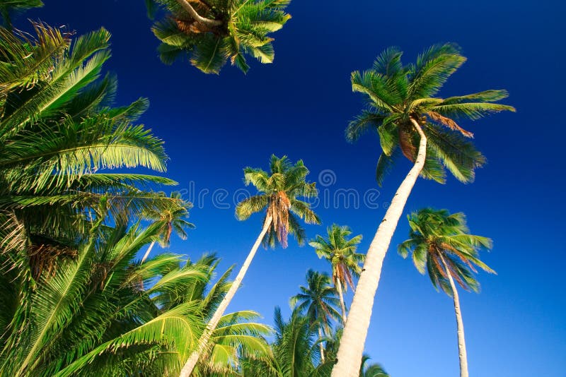 Tropical Palm Tree Paradise Picture. Image 2727209