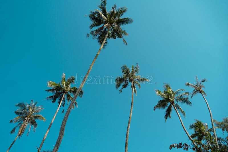 Tropical Palm Tree with Sun Light on Sky Background. Summer Season ...