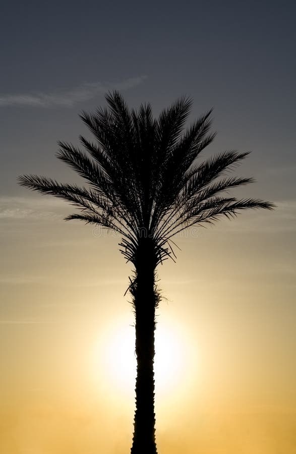Tropical Palm Tree with Sun Set