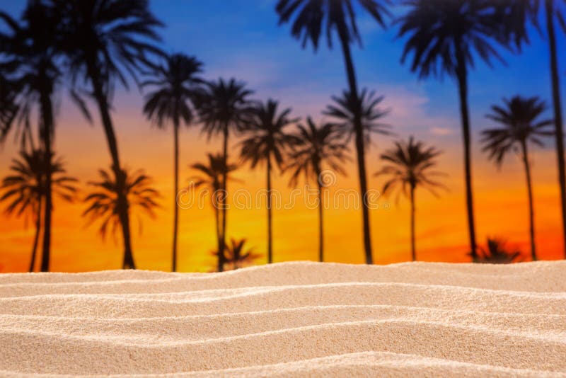 Tropical palm tree sunset sky on sand dune beach