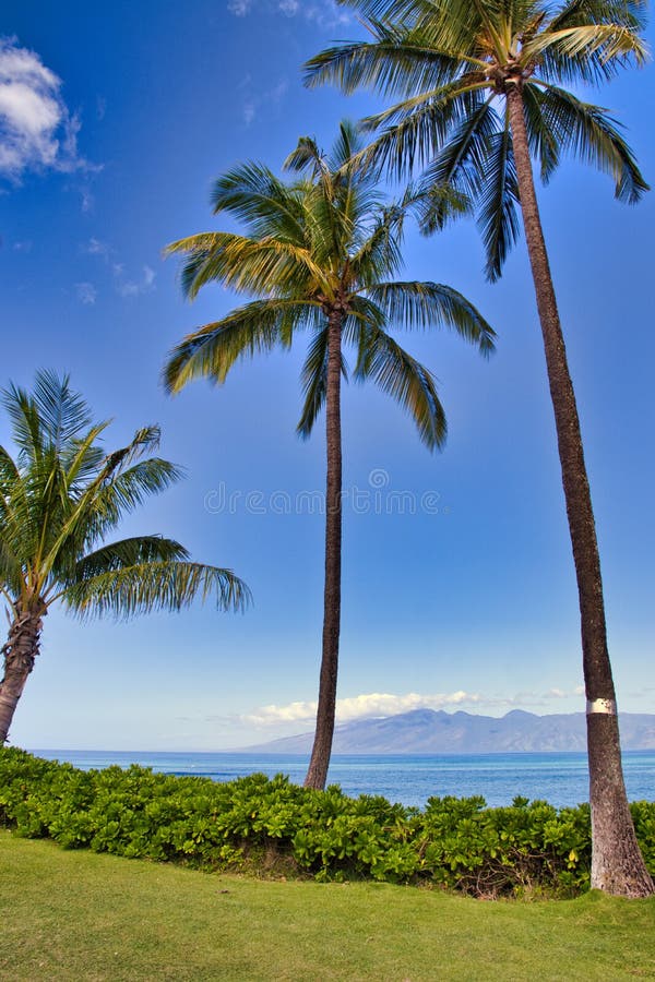 Palm tree view of Molokai from West Maui on a clear, bright day. Tropical palm tree view of Molokai from West Maui royalty free stock image Palm tree view of Molokai from West Maui on a clear, bright day. Tropical palm tree view of Molokai from West Maui royalty free stock image