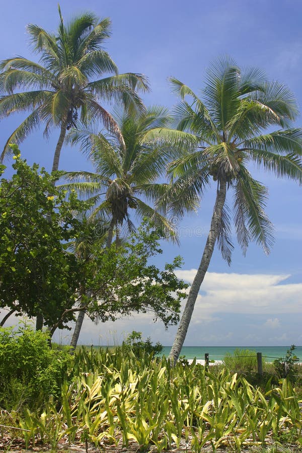 Tropical Palm Trees stock photo. Image of tropical, shelling 1009040