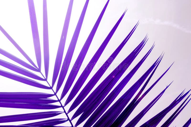 Ultra Violet Color of 2018. Tropical Palm Trees As Background. Holiday ...