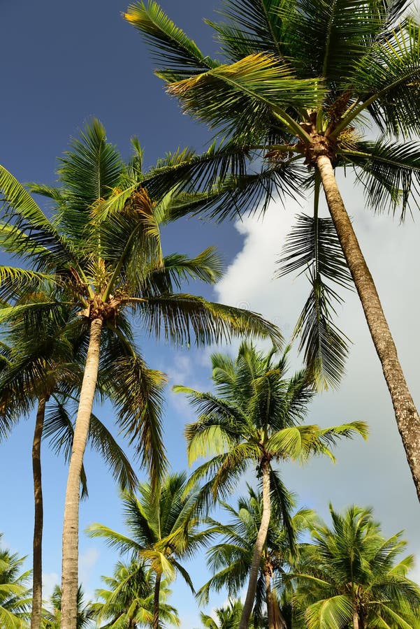 Tropical Palm Trees on Puerto Rico Beach Stock Photo - Image of green ...