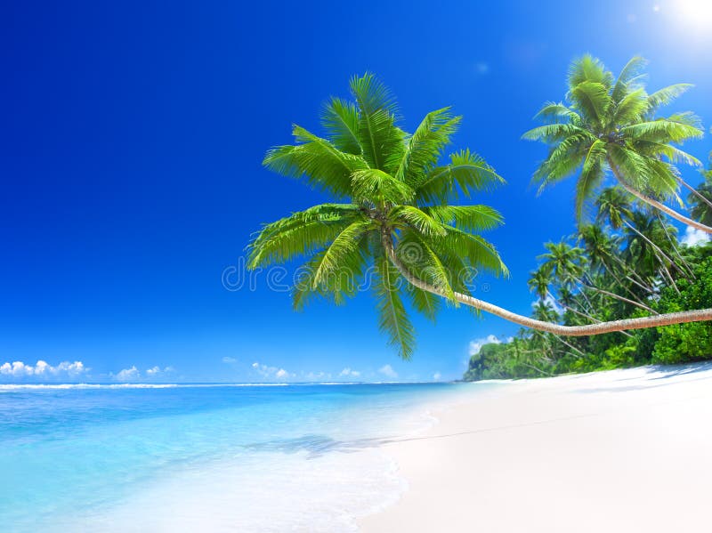 Paraíso Playa palmera un árbol.