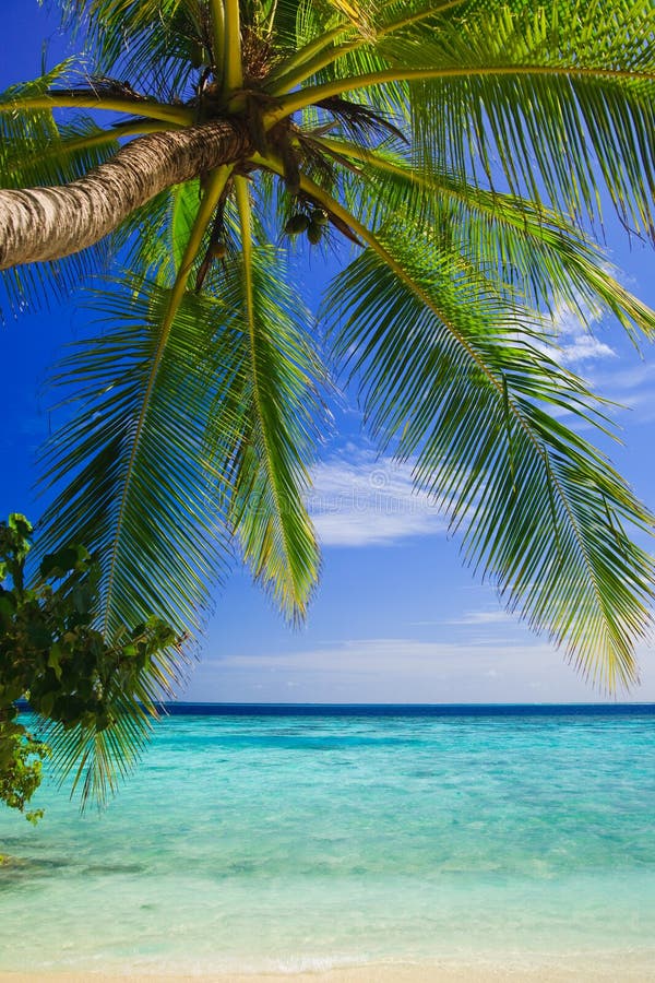 Tropical Paradise at Maldives Stock Photo - Image of nature, landscape ...