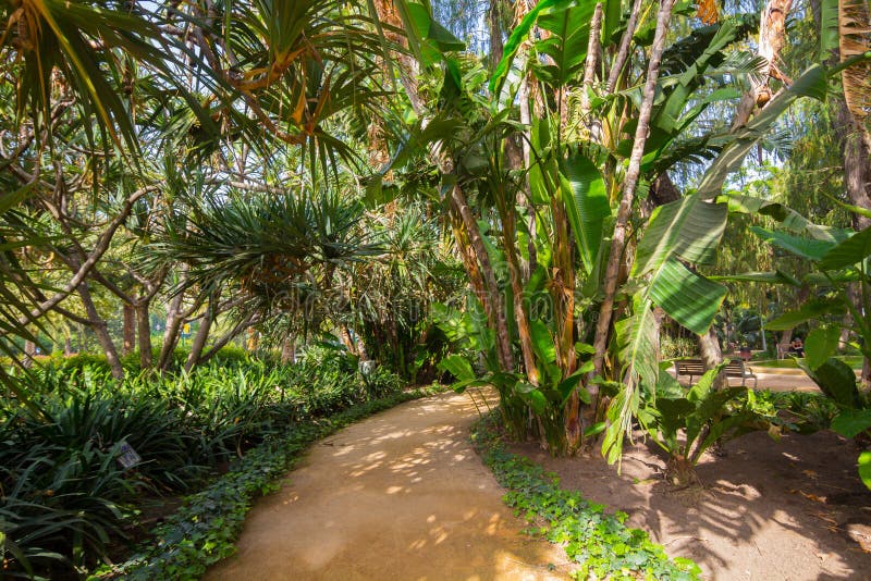 Tropical park with palm trees, banana trees and other royalty free stock photography Tropical park with palm trees, banana trees and other royalty free stock photography