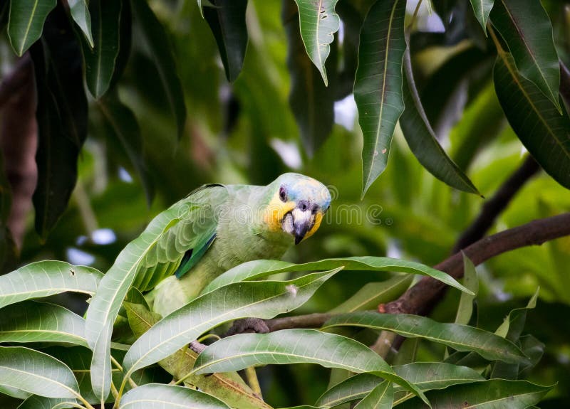 Parrot Eating Mango Stock Photos Free & RoyaltyFree Stock Photos