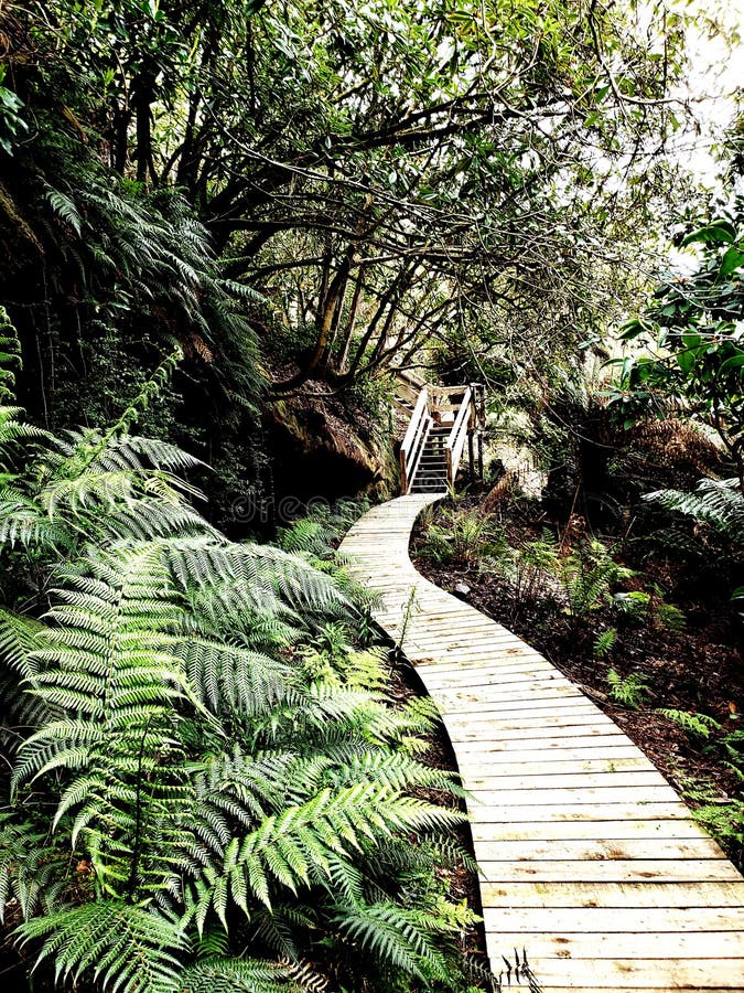Tropical pathway royalty free stock images Tropical pathway royalty free stock images