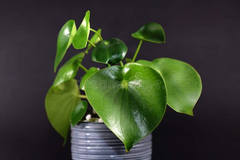 Tropical `Peperomia Polybotrya Radiator Plant` house plant with thick heart-shaped leaves in gray flower pot stock photo Tropical `Peperomia Polybotrya Radiator Plant` house plant with thick heart-shaped leaves in gray flower pot stock photo