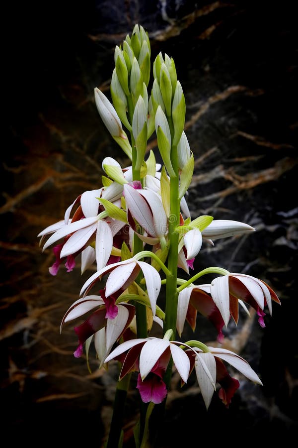 Beautiful Flowering Phaius Tankervilleae, the Nunâ€™s Hood Orchids Stock  Photo - Image of phaius, tankervilleae: 144125832
