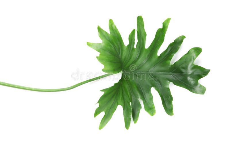 Tropical philodendron leaf isolated on white