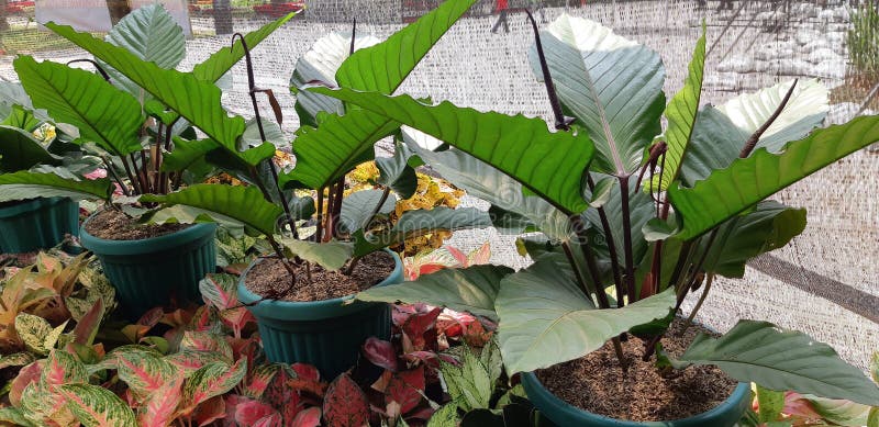 Landscape Jakarta stock photo. Image of jakarta, tropical 133871004