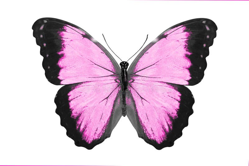 Bướm hồng nhiệt đới là một loài bướm đáng yêu và gợi cảm, mang lại cho bạn nhiều cảm xúc khác nhau. Hãy thưởng thức ảnh bướm hồng trên nền trắng và hình nền bướm hồng với nguồn gốc từ nhiệt đới, giúp bạn cảm nhận rõ ràng những nét đẹp trong cuộc sống và tình yêu đầy sự say mê.