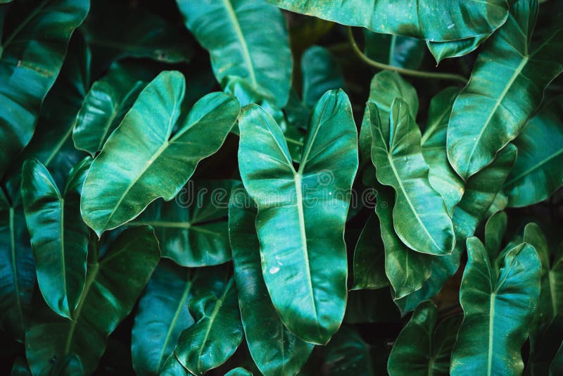 Tropical plant green leaf stock photo. Image of jungle - 135767774