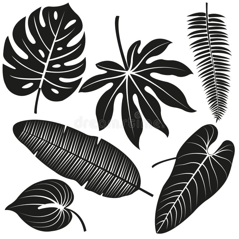 Download Tropical Plant Leaves Vector Silhouette Collection. Stock ...