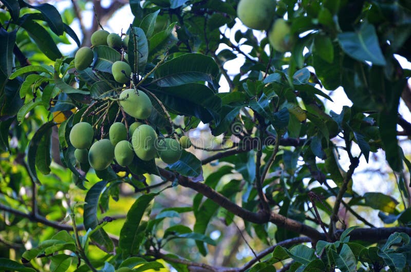 Tropical plant , Mango tree with green mango fruits