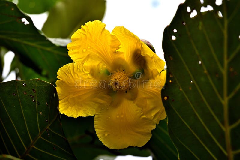 242 Young 6 10 Lolas Stock Photos Free Royalty Free Stock Photos 242-young-6-10-lolas-stock-photos-free-royalty-free-stock-photos