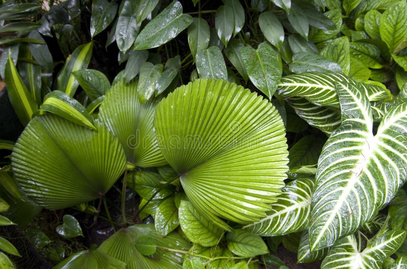 Tropical plants in Botanic Garden Singapore