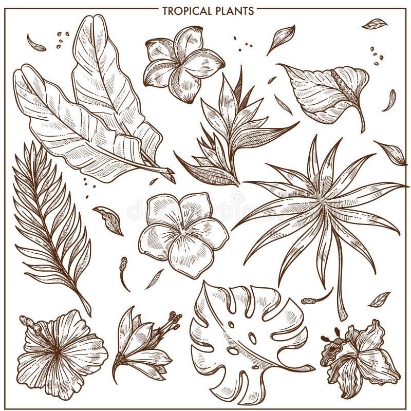 Tropical plants and exotic flowers sketch vector isolated icons set collection vector illustration Tropical plants and exotic flowers sketch vector isolated icons set collection vector illustration