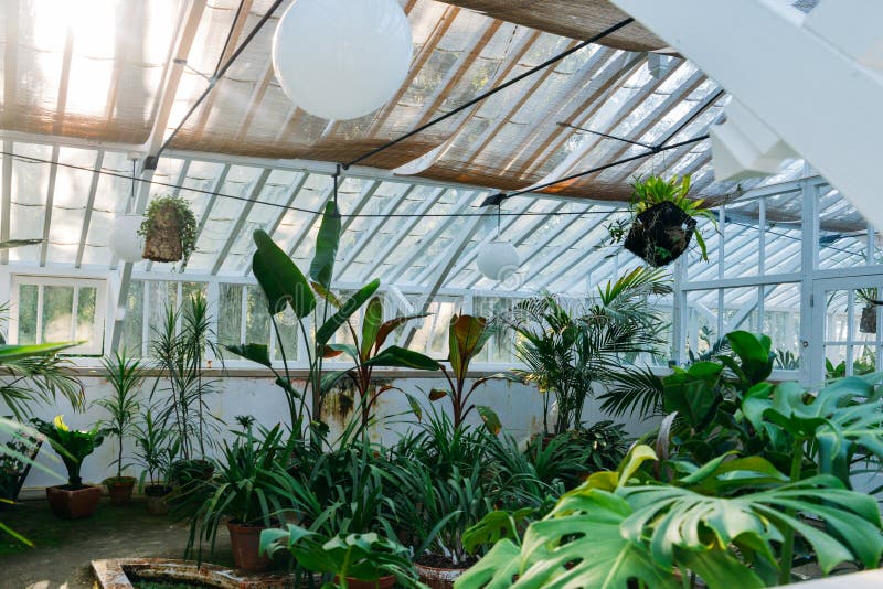 Tropical Plants In A Greenhouse At Botanic Garden Stock Photo - Image ...