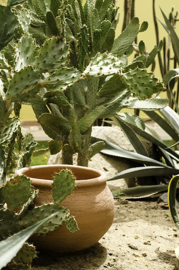 Tropical Plants that Grow in Africa. Stock Image Image of pointer
