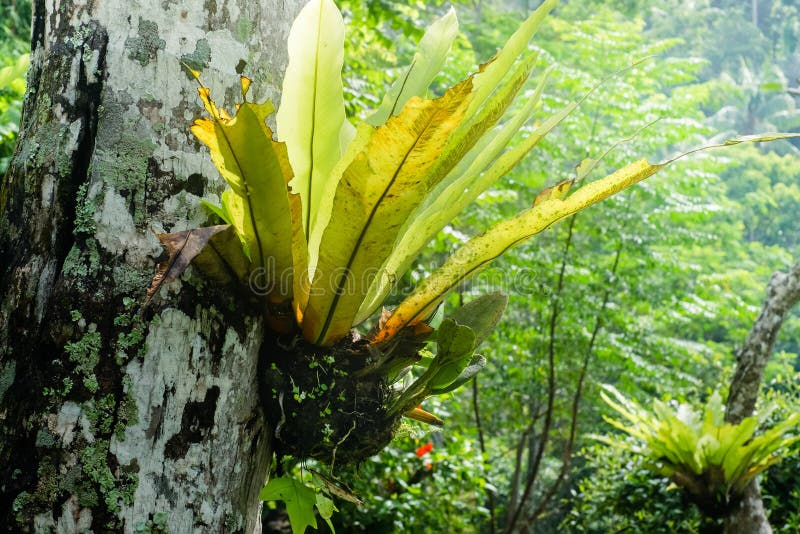 Tropical plants growing at rainforest