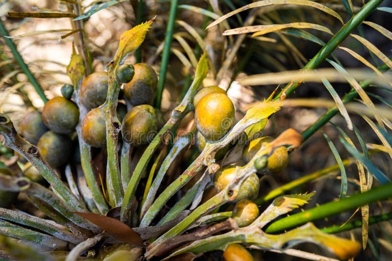 Tropical Plants Growing in the Wild and National Park in Queensland ...