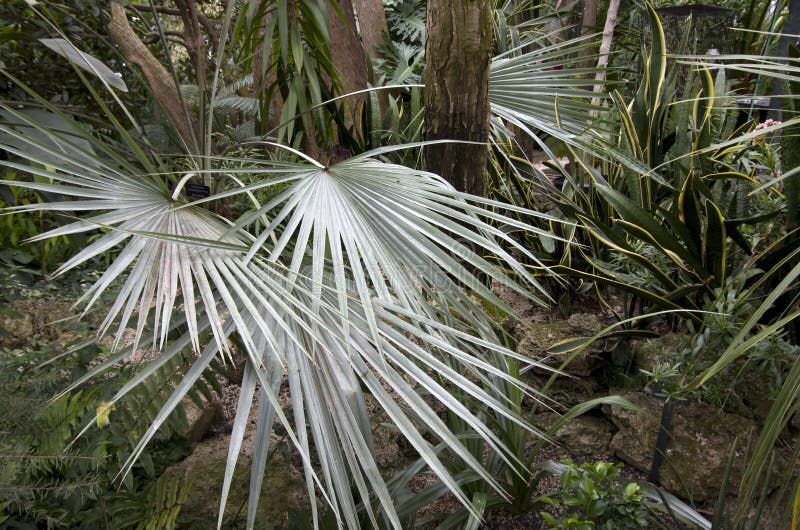 Tropical plants stock photo. Image of vancouver, leave 44138564