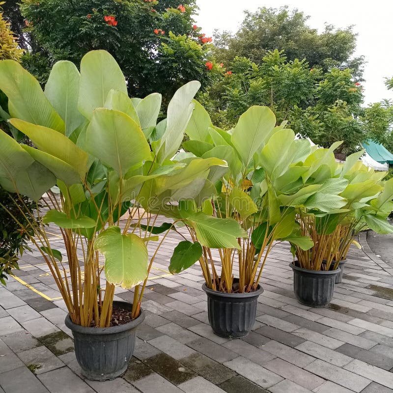 Tropical Plants in Pots from a Side Angle Stock Image Image of food, houseplant 243356279