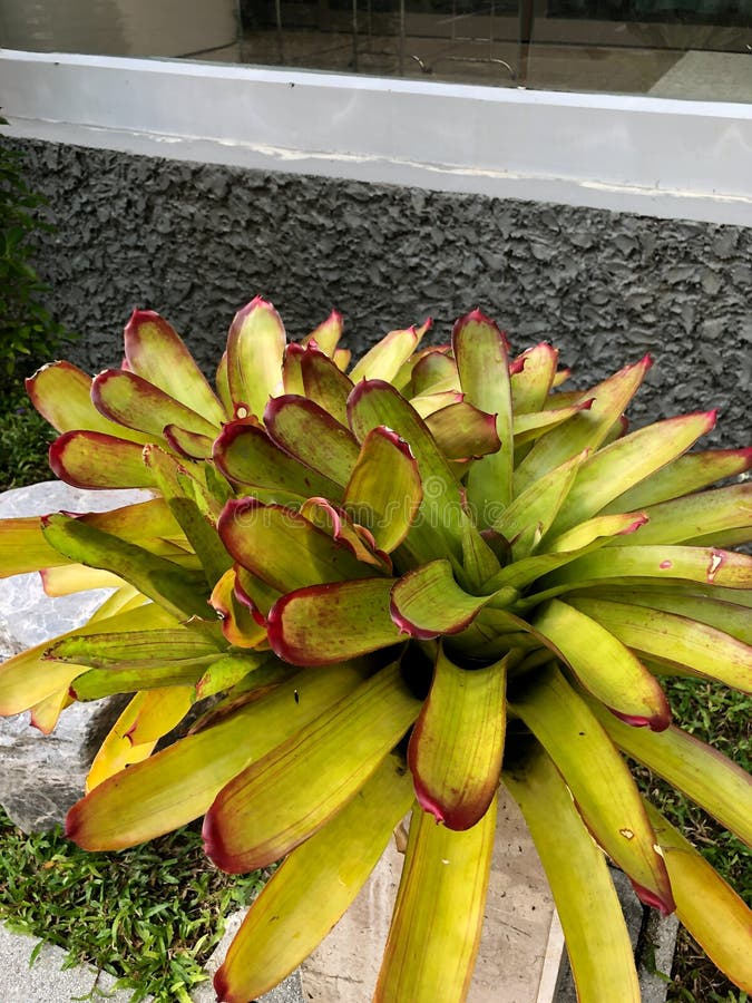 Tropical Plants in Southeast Asia in Thailand Stock Photo Image of