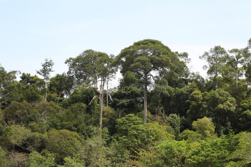 Tropical plants and trees on the islands