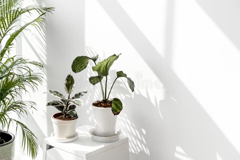 Tropical plants by a white wall with window shadow