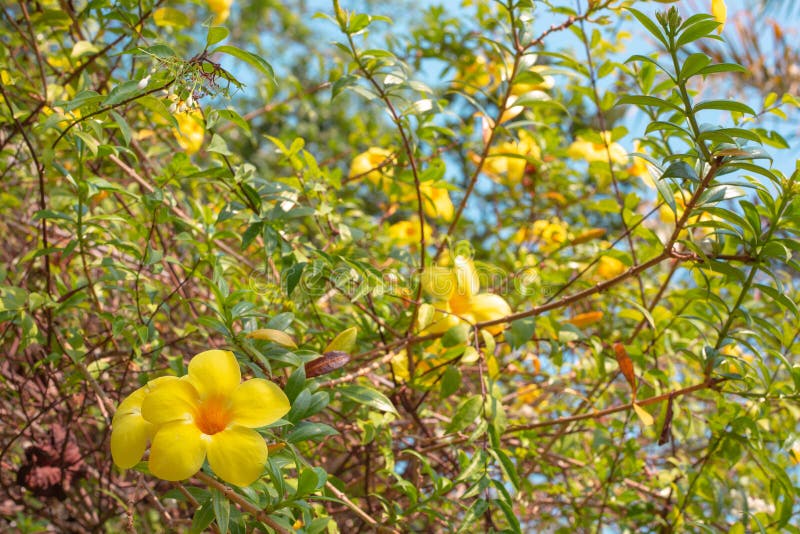 Tropical Plants Yellow Flowers on a Tree Stock Image Image of blossom