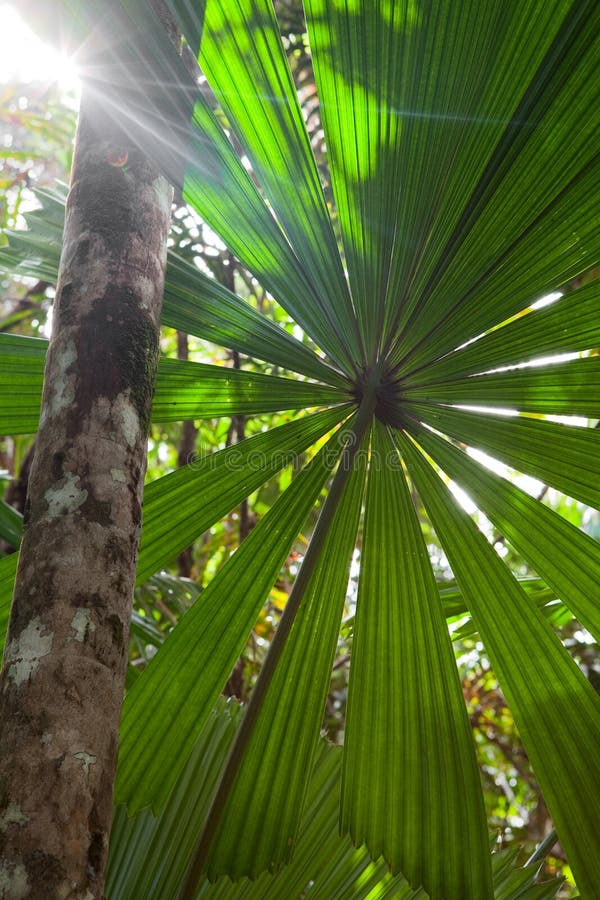 Tropical pristine rain forest background royalty free stock image Tropical pristine rain forest background royalty free stock image