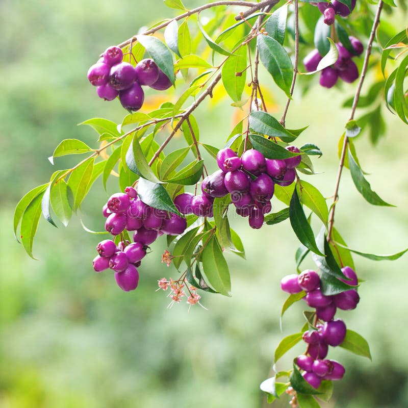 Tropical purple berries stock photo. Image of nutrient 30094510
