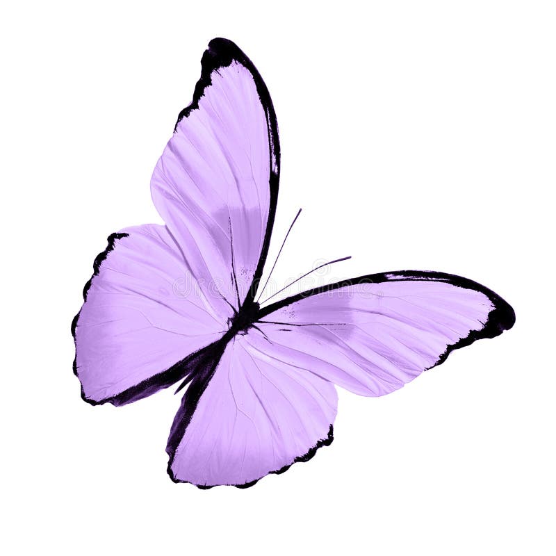 Purple Butterfly Background Stock Illustrations – 12,923 Purple Butterfly  Background Stock Illustrations, Vectors & Clipart - Dreamstime