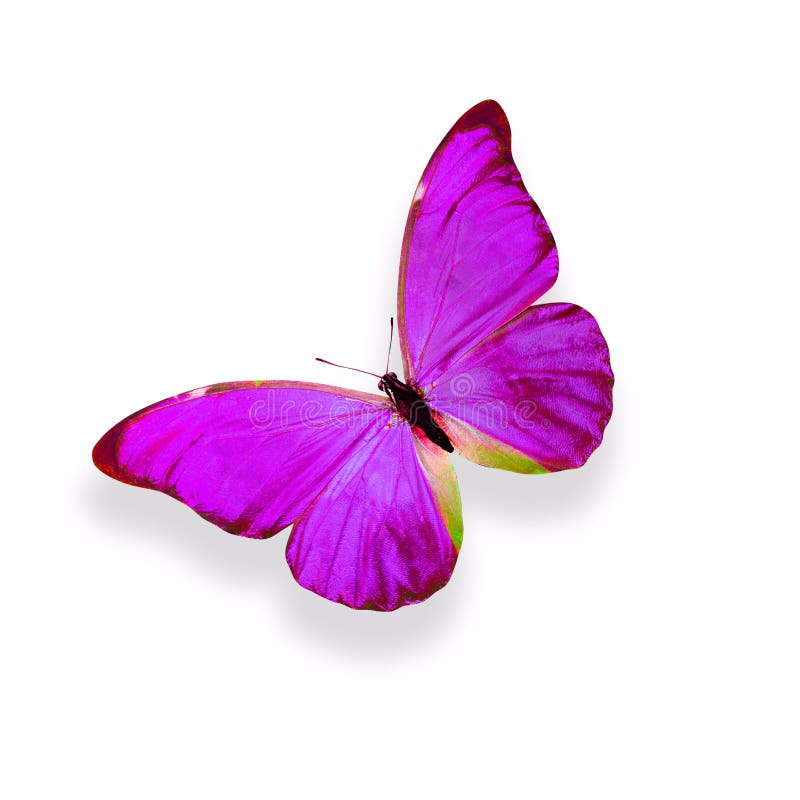 Purple Butterfly Aesthetic Purple Butterfly iPhone HD phone wallpaper Pxfuel