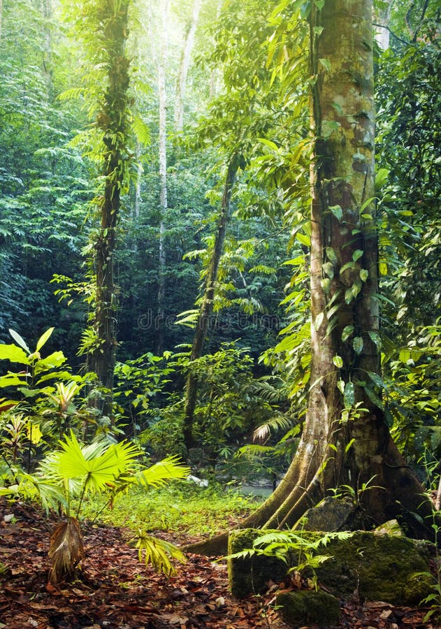 Tropical Rainforest stock photo. Image of beautiful, countryside - 11744644