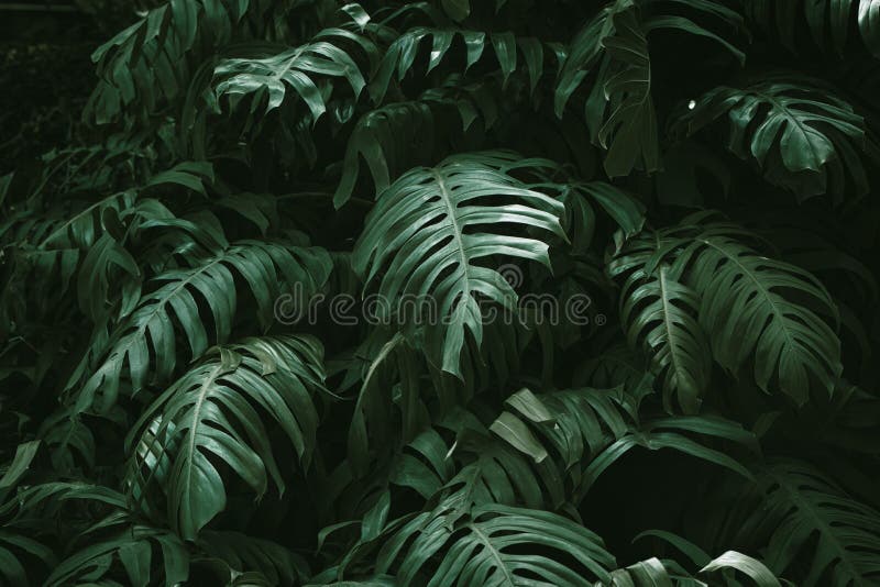1 4 Home Jungle Wallpaper Photos Free Royalty Free Stock Photos From Dreamstime