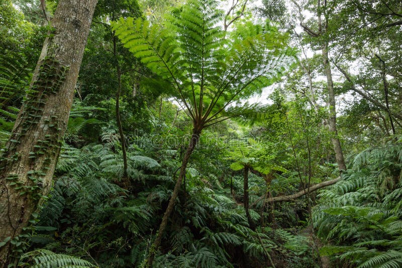 Tropical Rainforest Jungle with Tree Ferns, Okinawa, Japan Stock Image