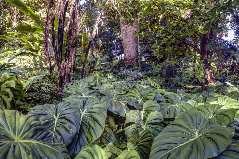 Tropical rainforest stock image. Image of tropical, gardens - 34548163