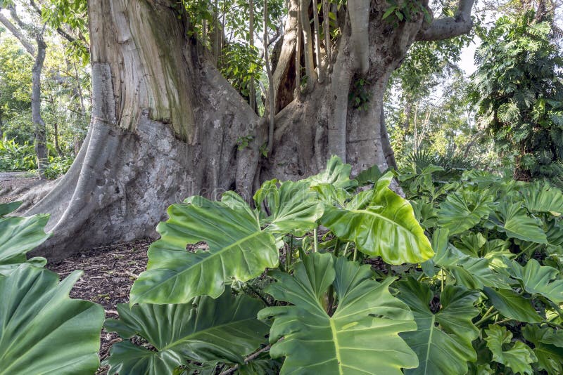 Tropical Rainforest in Florida Stock Image - Image of banyan, forest