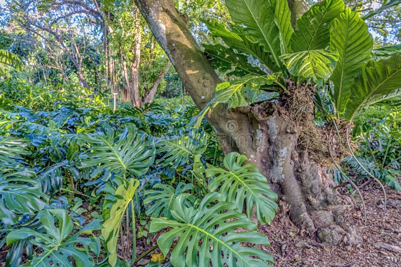 Tropical Rainforest in Florida Stock Photo - Image of elaeis, green