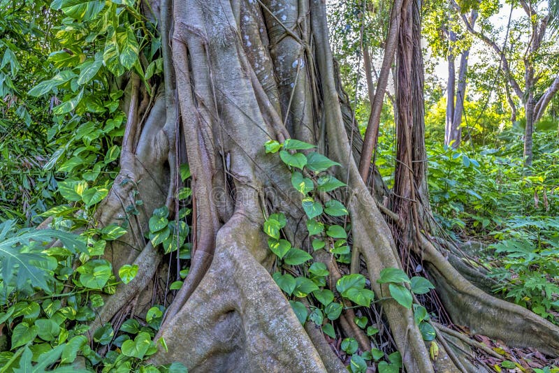 Tropical Rainforest in Florida Stock Photo - Image of tree, jungle