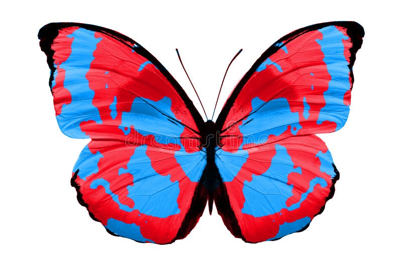 Tropical Green Butterfly. Isolated on White Background Stock Photo