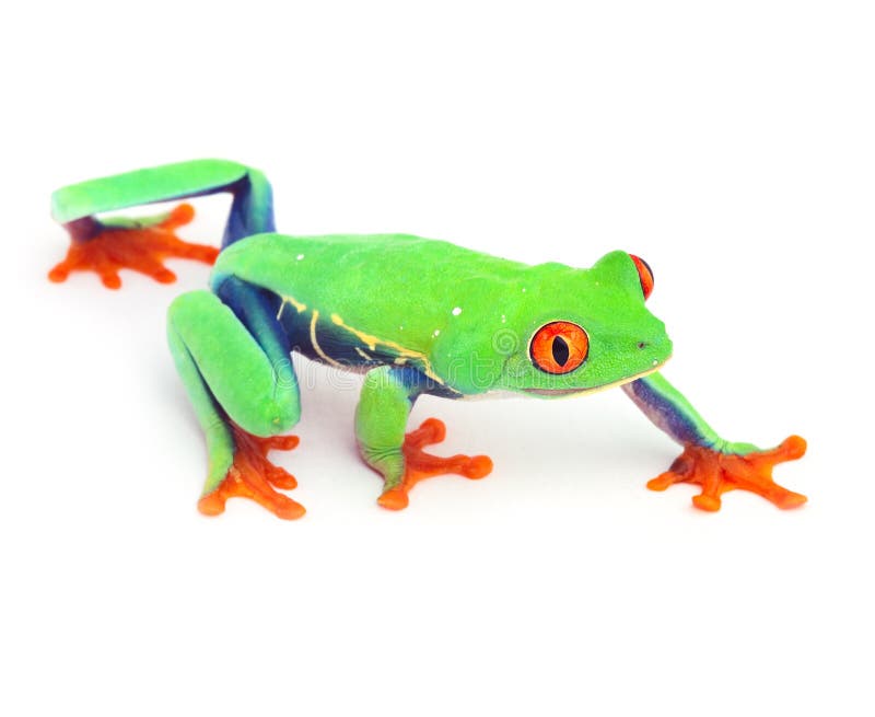 Tropical red eye treefrog isolated tree frog