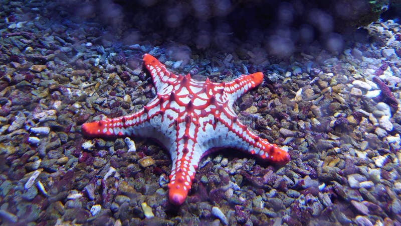 Aquarium - Tropical Discus Fish Stock Photo - Image of gills, aqua ...