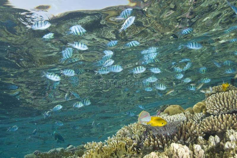 A tropical reef scene with fish reflections.