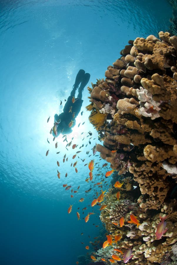 Tropical reef scene with scuba diver silhouette.